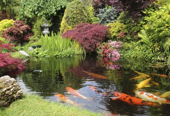 Schöner Garten mit der richtigen Menge Wasser.